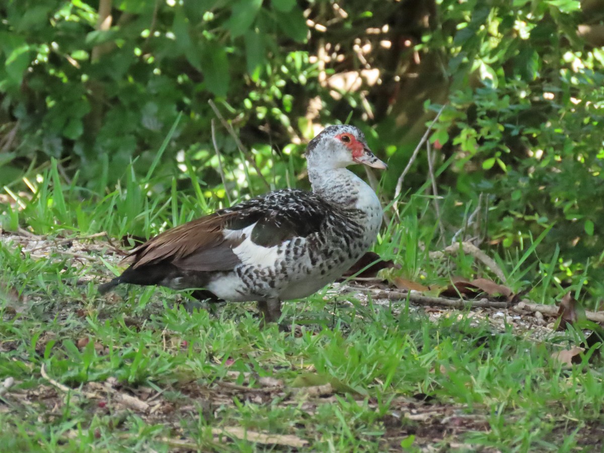 Muscovy Duck (Domestic type) - ML624006056