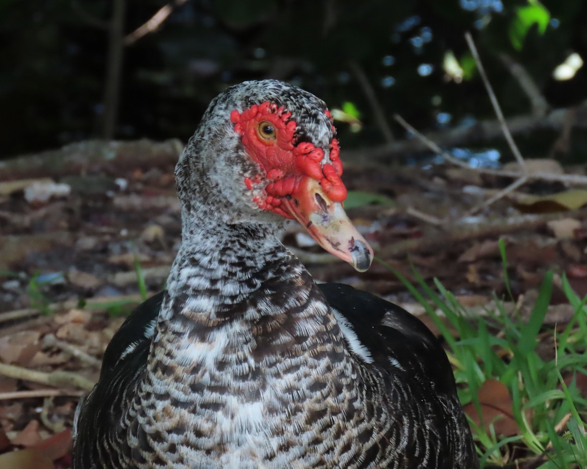 Muscovy Duck (Domestic type) - ML624006057