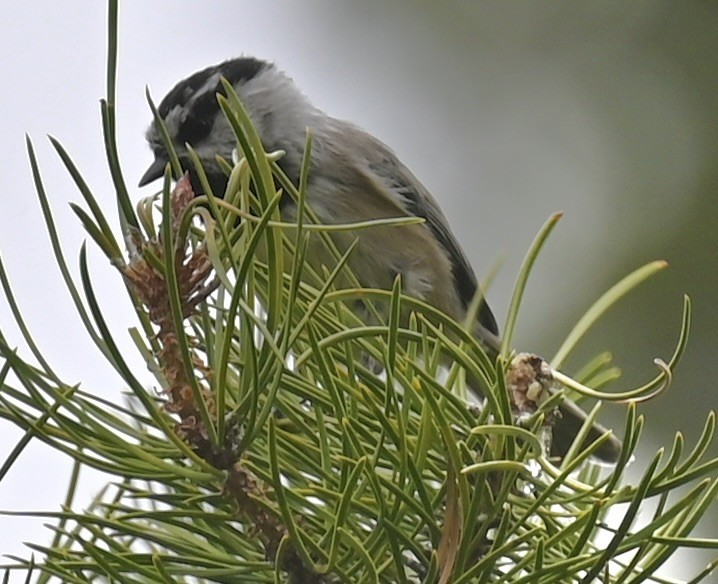 Mountain Chickadee - ML624006058