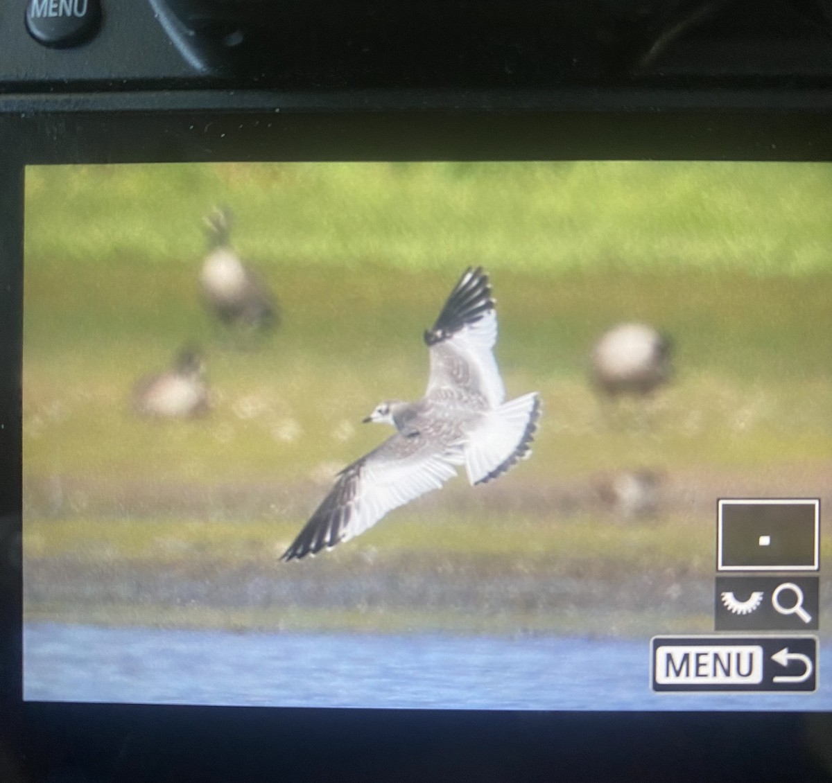 Sabine's Gull - ML624006068