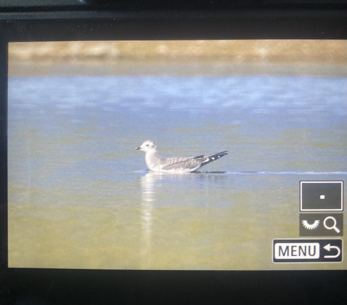 Sabine's Gull - ML624006069