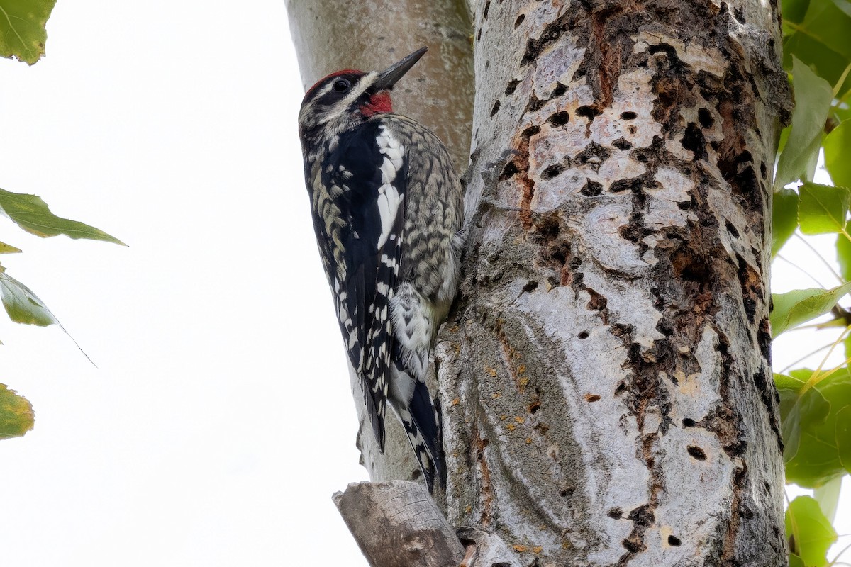 Red-naped Sapsucker - ML624006089