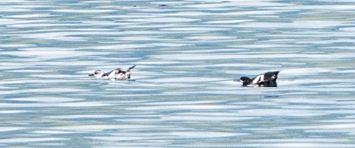 Pigeon Guillemot - ML624006090