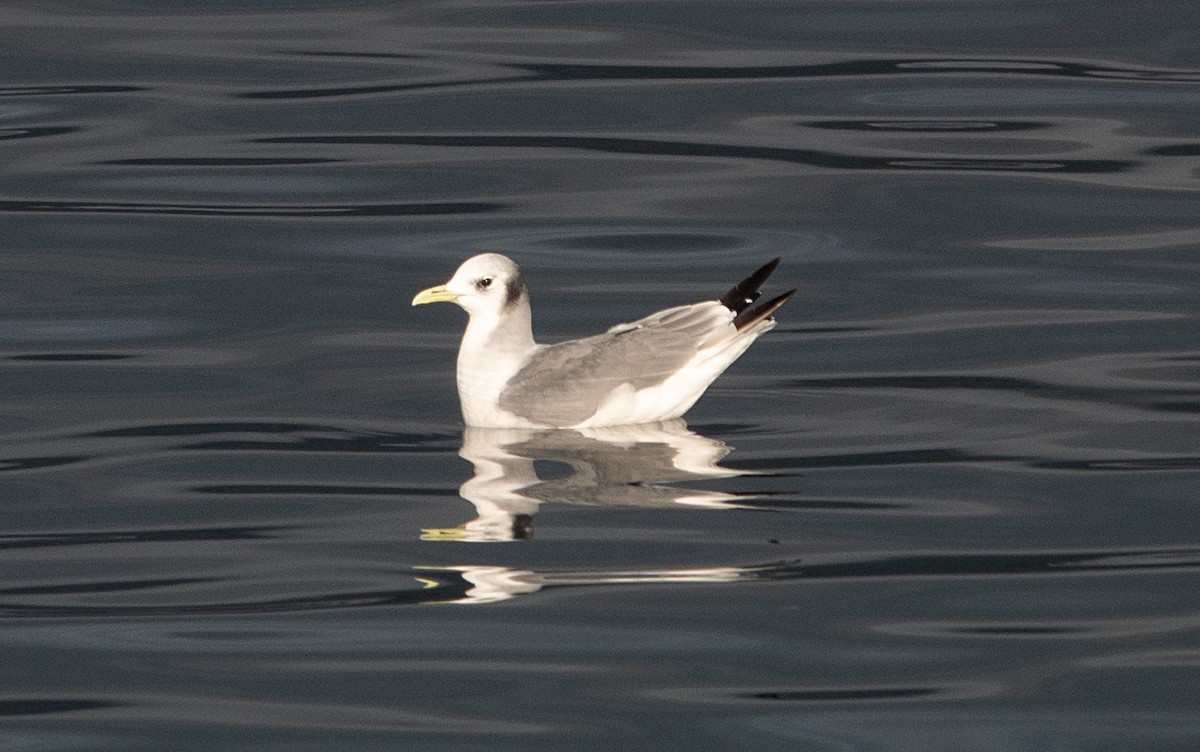 Black-legged Kittiwake - Dale Pate