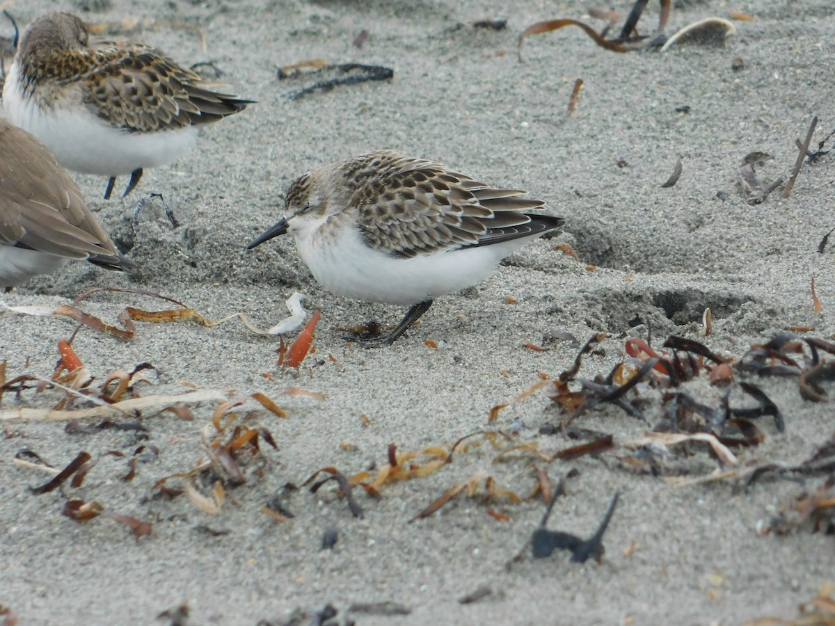 Semipalmated Sandpiper - ML624006120