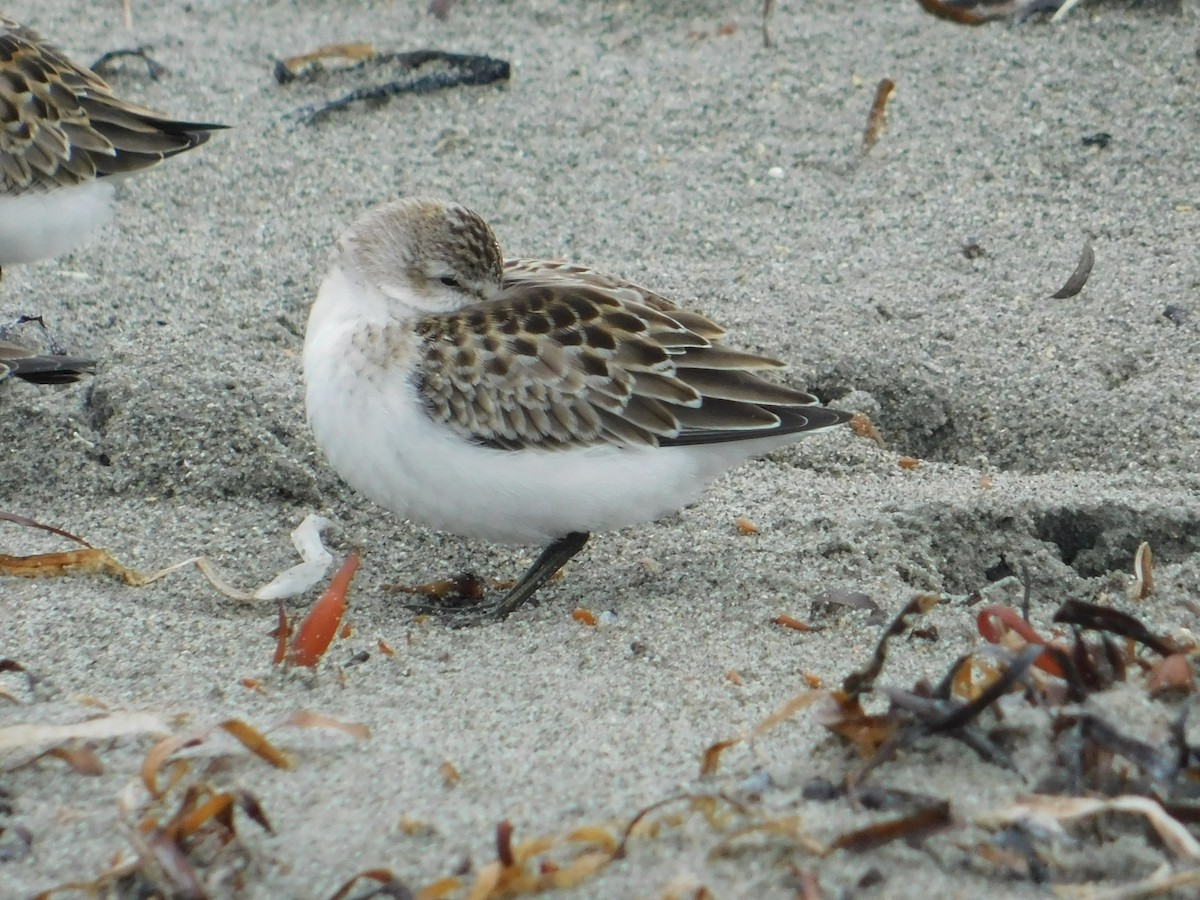 Semipalmated Sandpiper - Luis Mendes