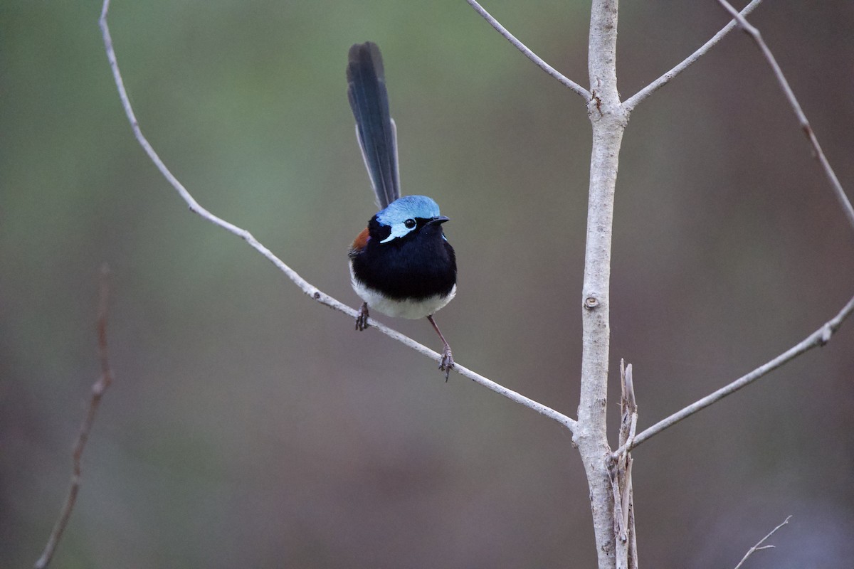 Red-winged Fairywren - ML624006125