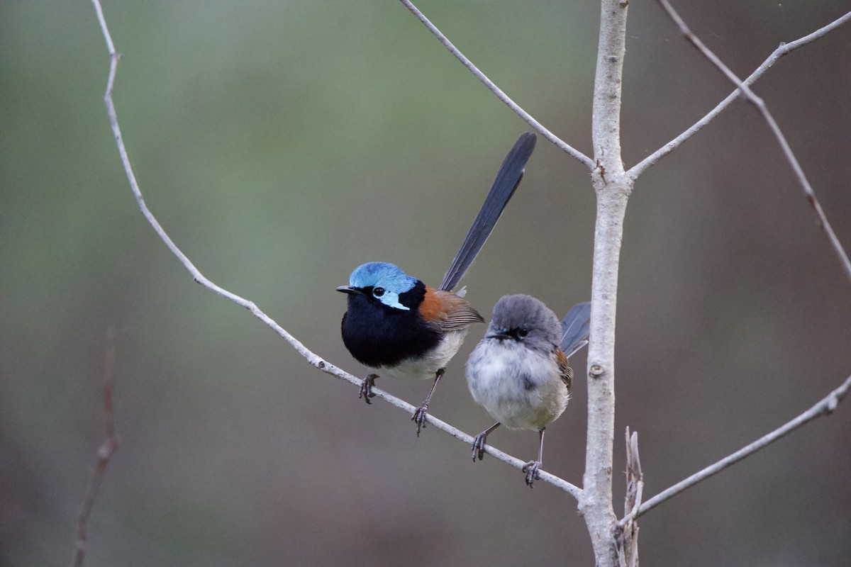 Red-winged Fairywren - ML624006126