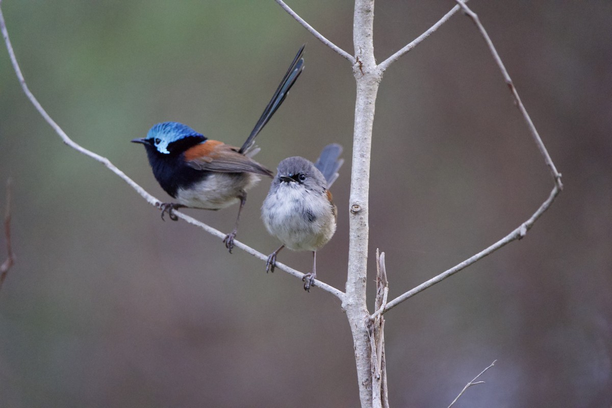 Red-winged Fairywren - ML624006127