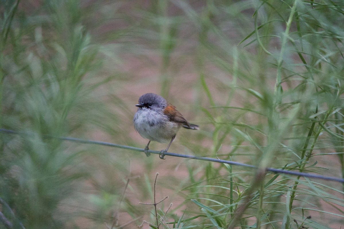 Red-winged Fairywren - ML624006128