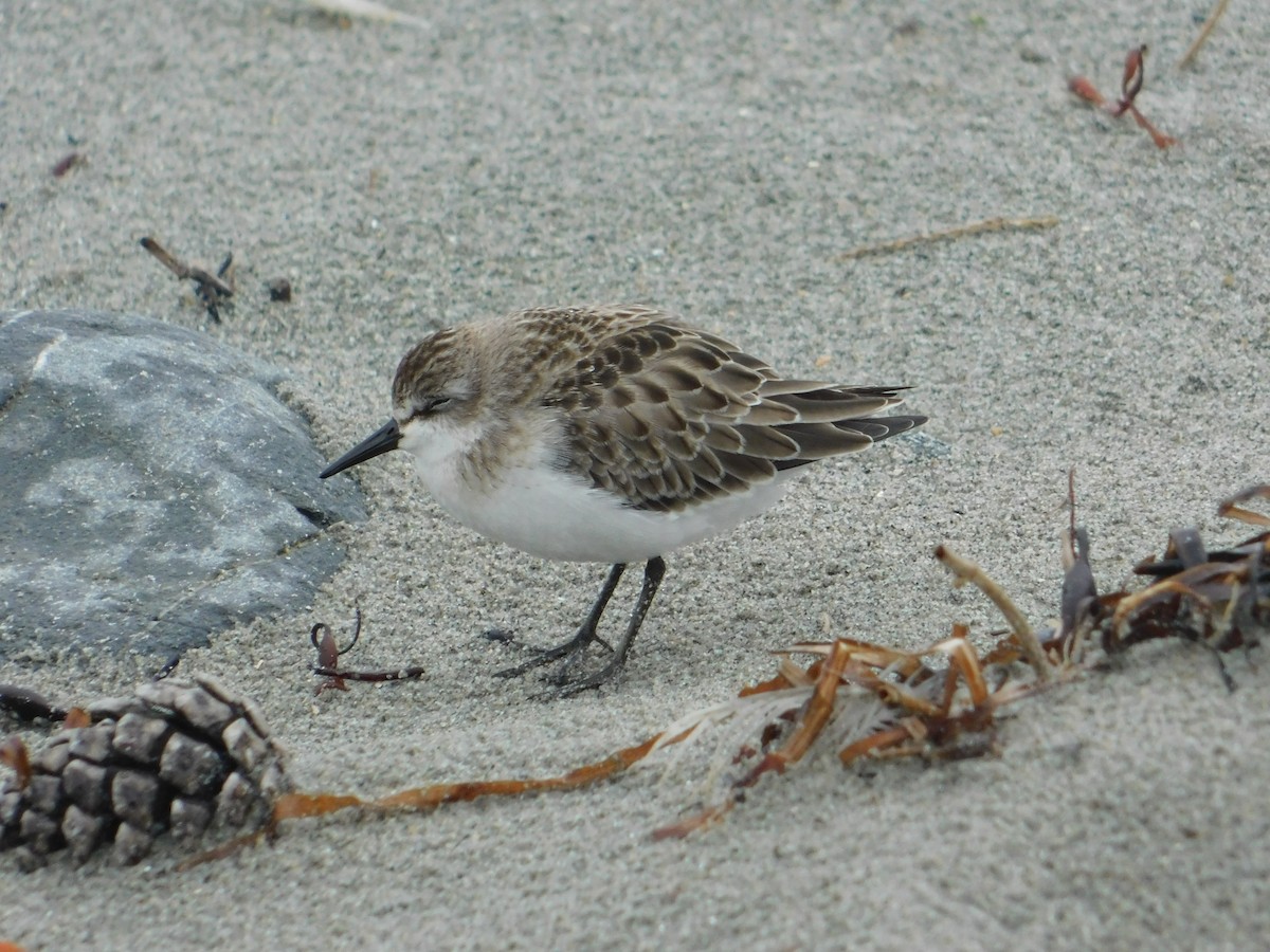 Semipalmated Sandpiper - ML624006131