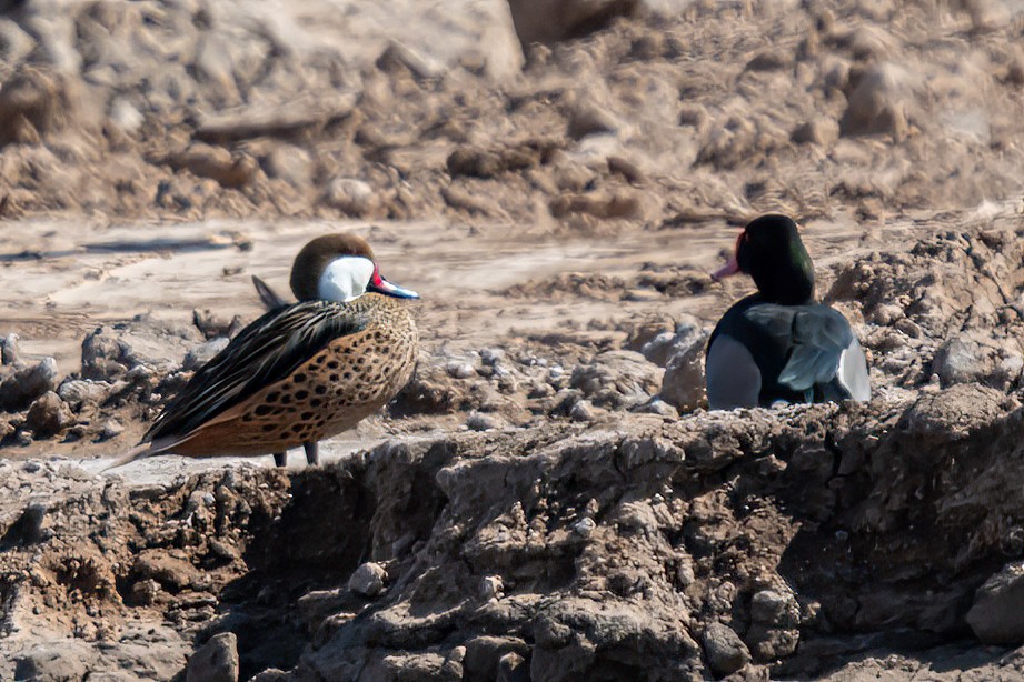 White-cheeked Pintail - ML624006137