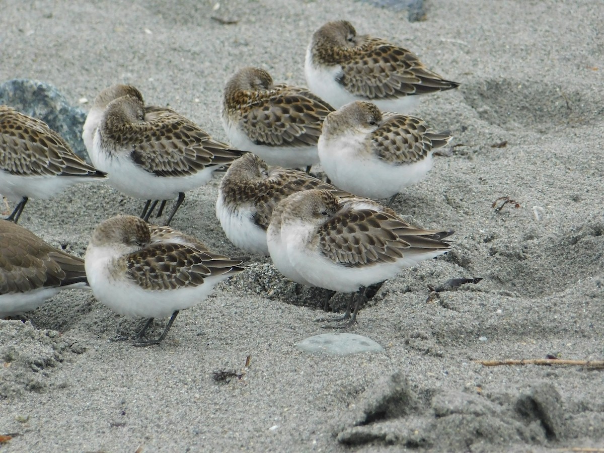 Semipalmated Sandpiper - ML624006138