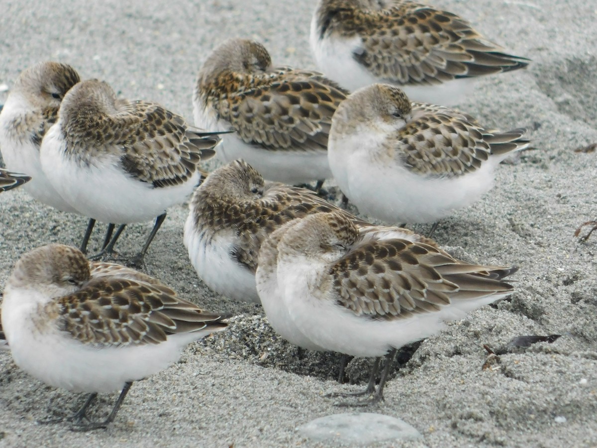 Semipalmated Sandpiper - ML624006141