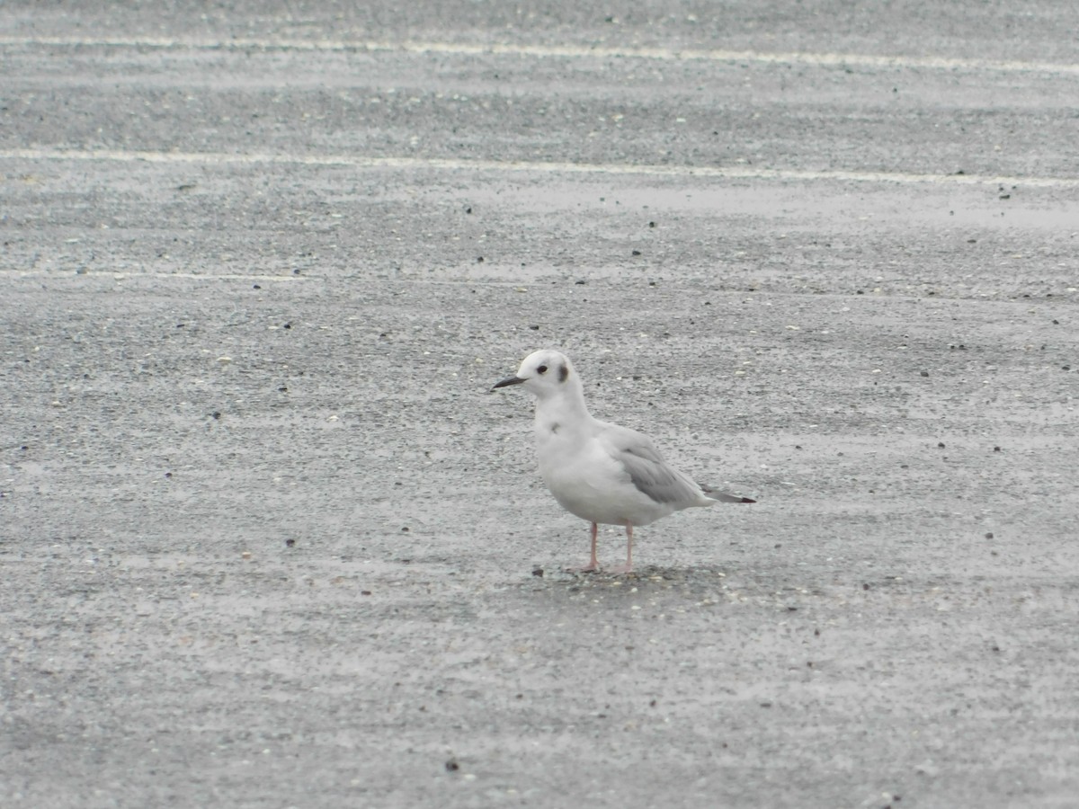 Bonaparte's Gull - Luis Mendes