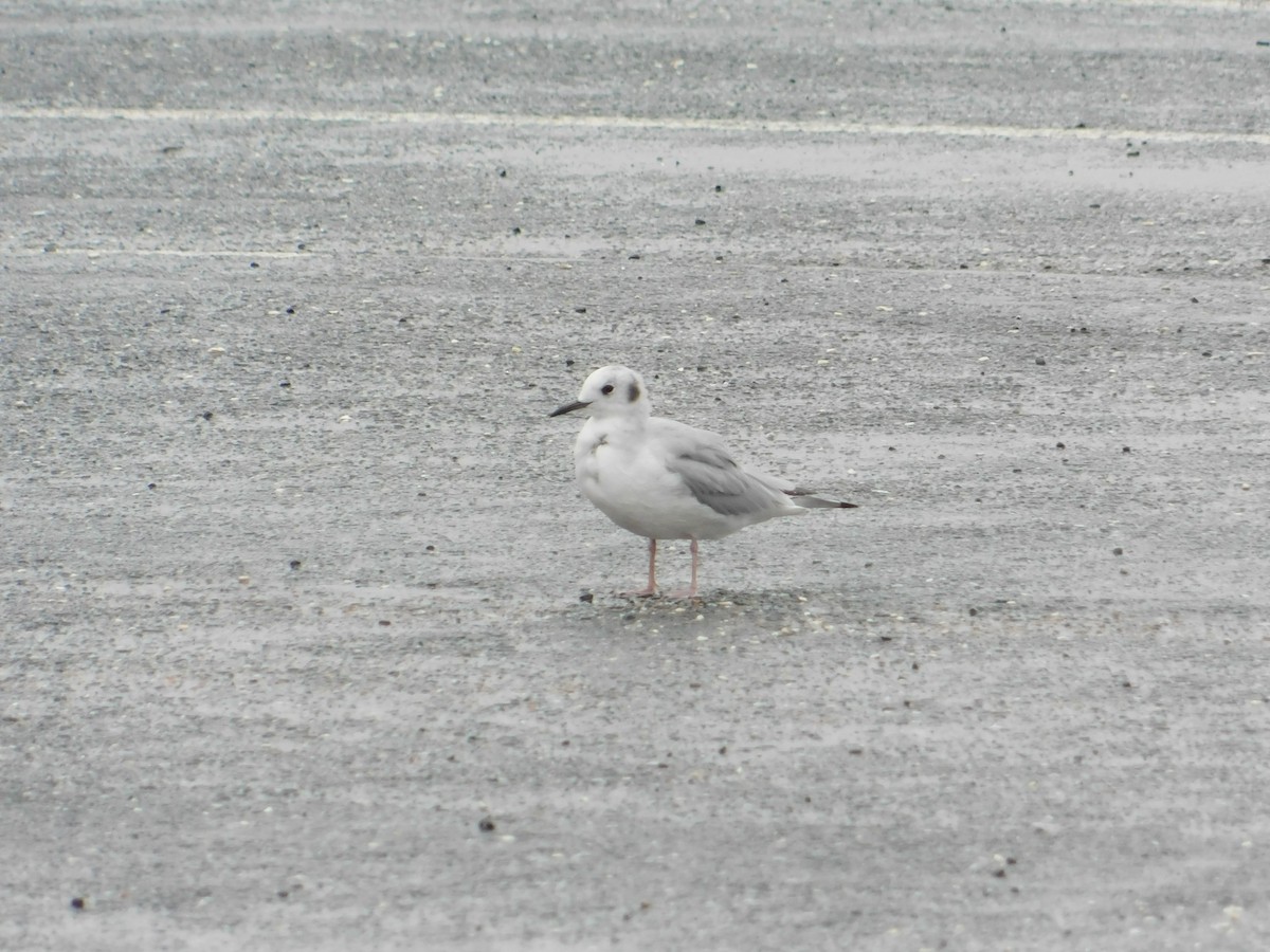 Bonaparte's Gull - ML624006148