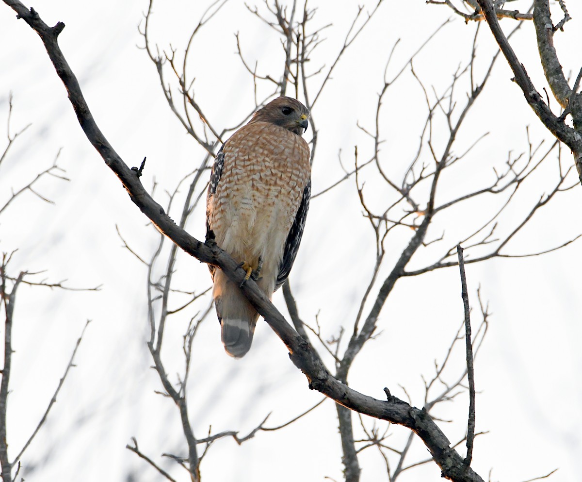 Red-shouldered Hawk - Glenn Wyatt