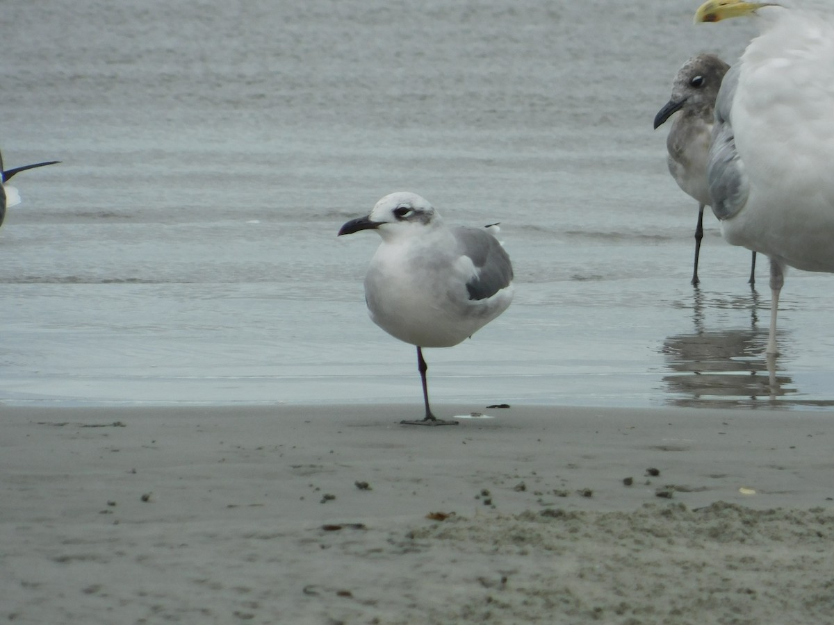 Laughing Gull - ML624006162