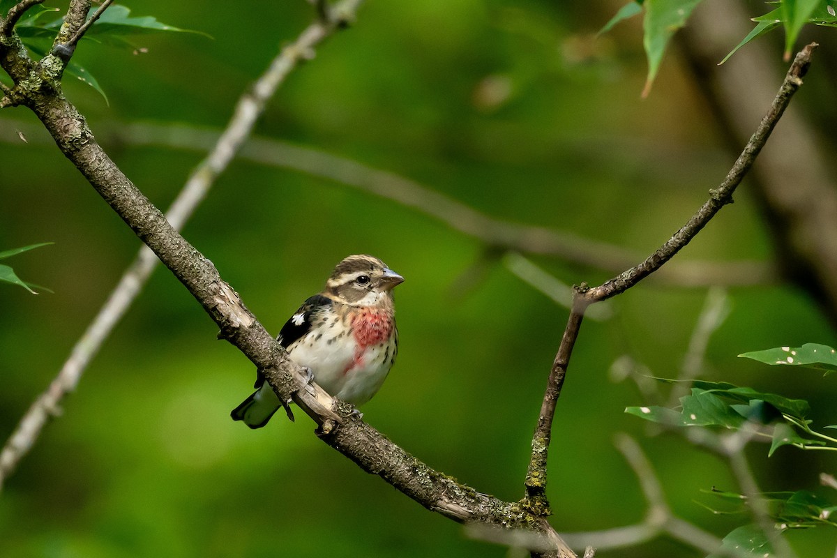 Rose-breasted Grosbeak - ML624006171