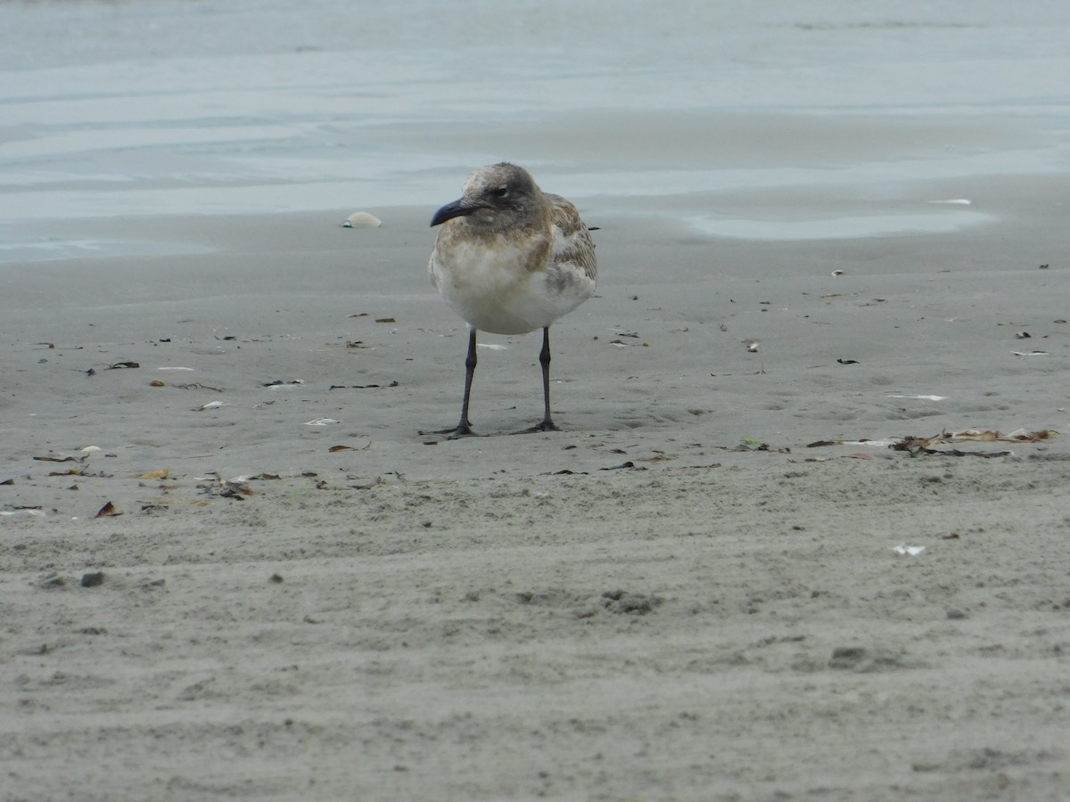 Laughing Gull - ML624006179