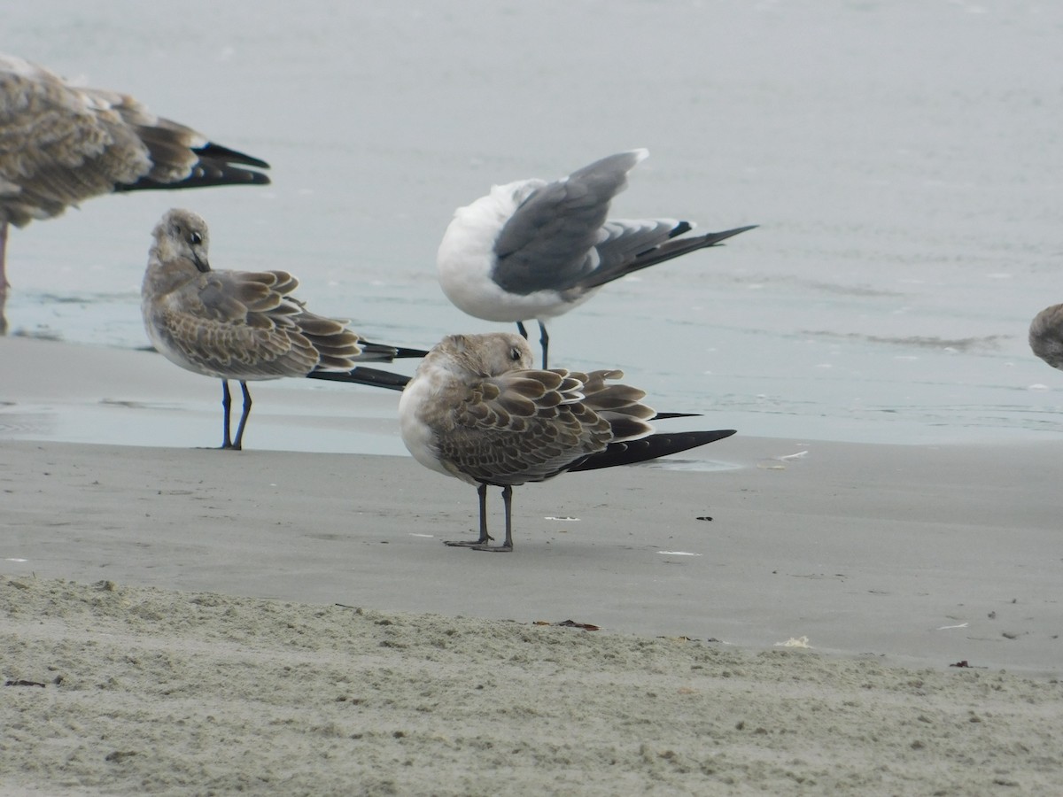 Laughing Gull - ML624006181