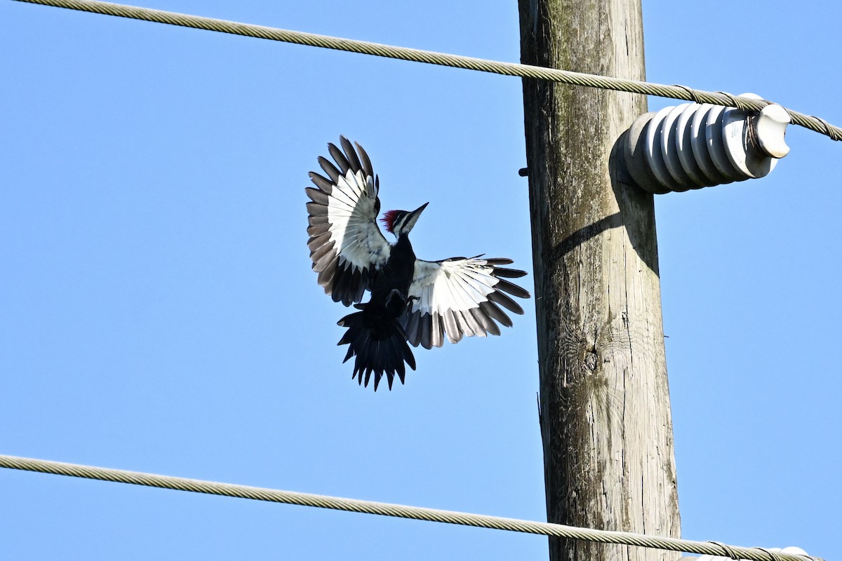 Pileated Woodpecker - ML624006187