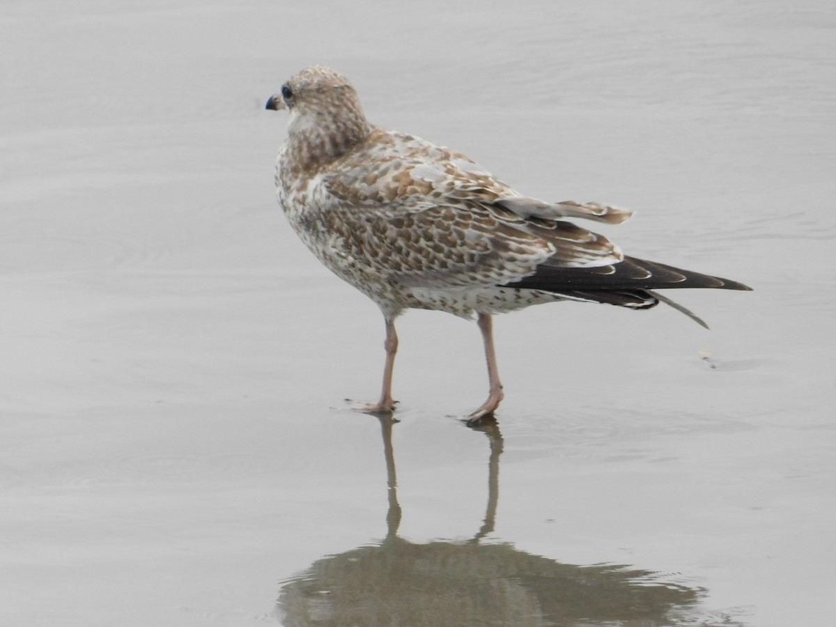 Ring-billed Gull - ML624006190