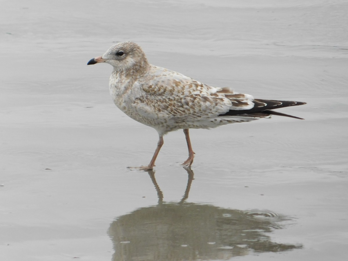 Ring-billed Gull - ML624006198