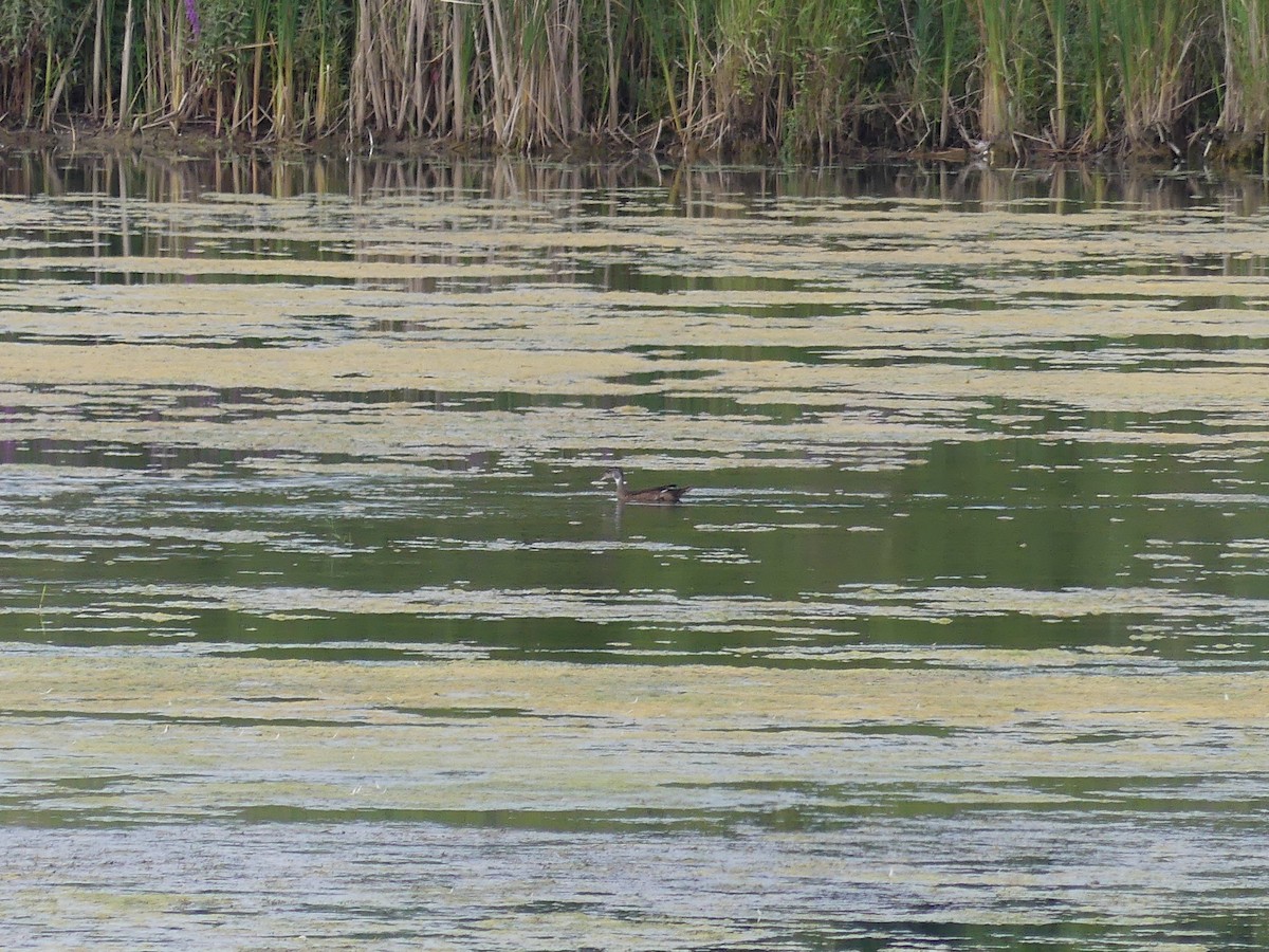 Wood Duck - ML624006200