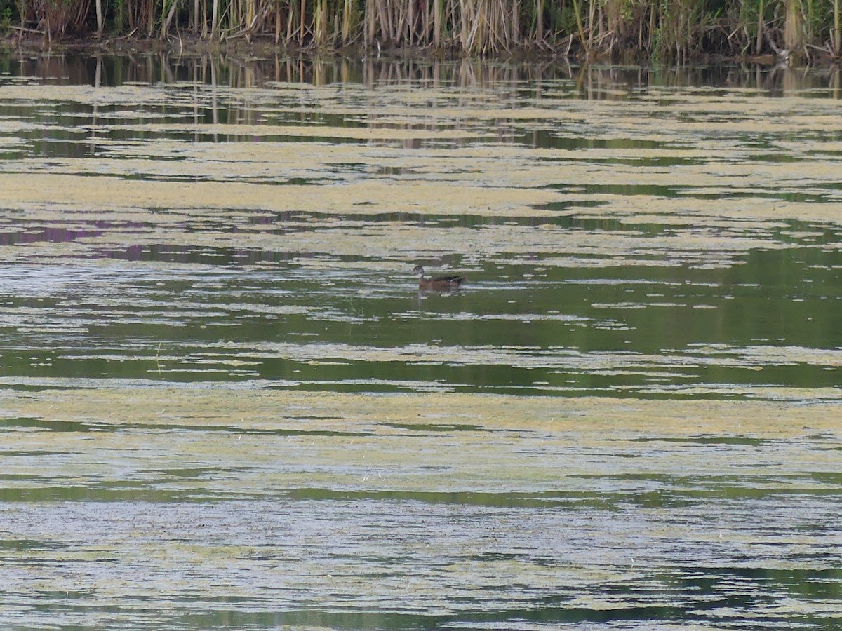 Wood Duck - ML624006202