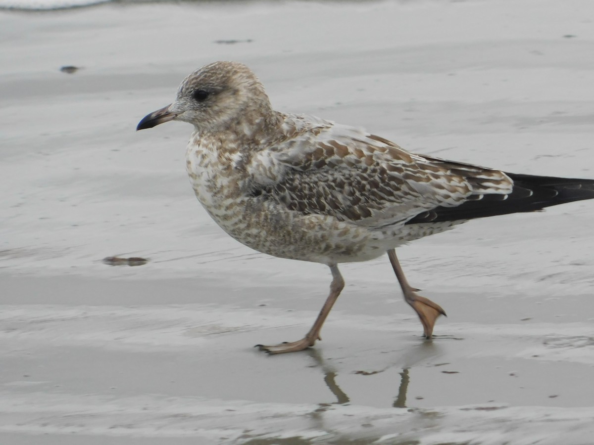 Ring-billed Gull - ML624006213