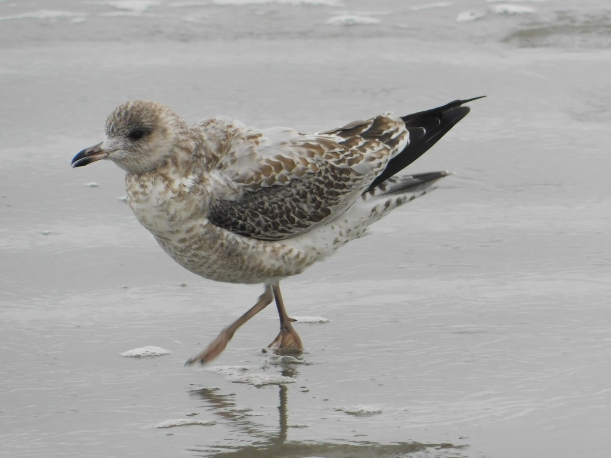 Ring-billed Gull - Luis Mendes