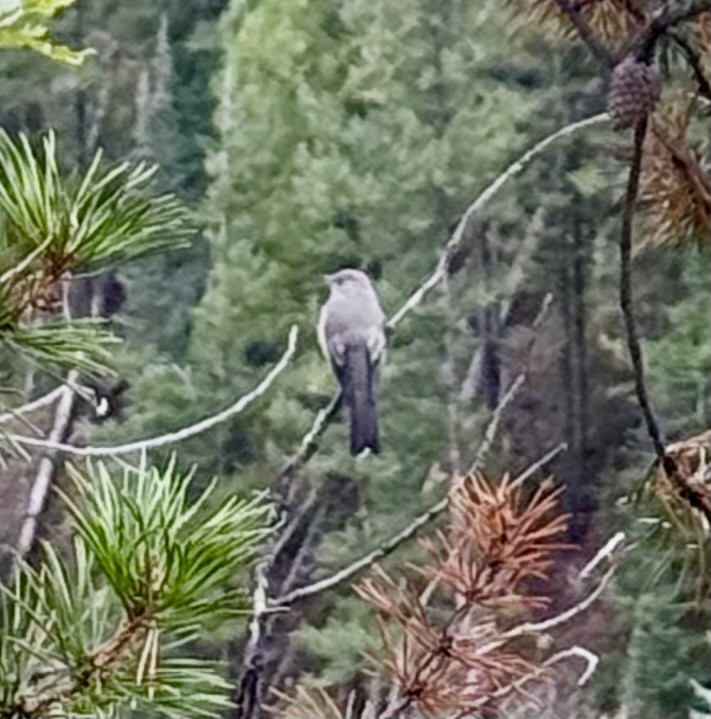 Townsend's Solitaire - ML624006221