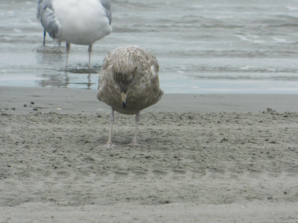 Herring Gull - ML624006222