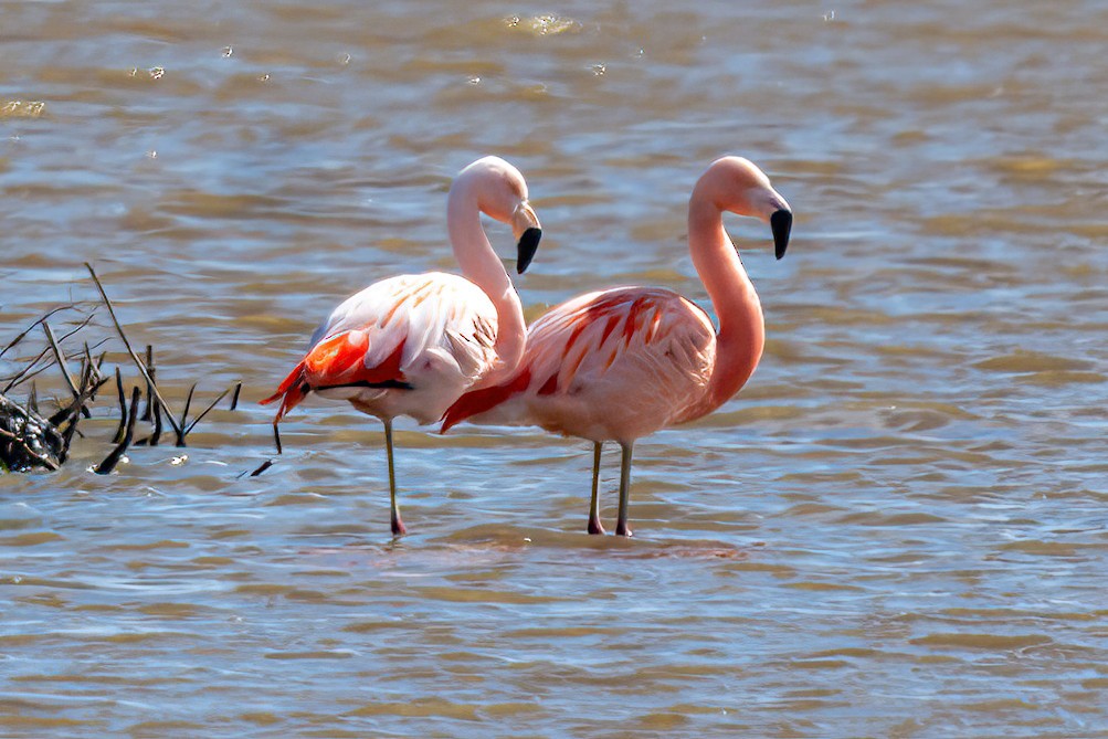 Chilean Flamingo - ML624006228