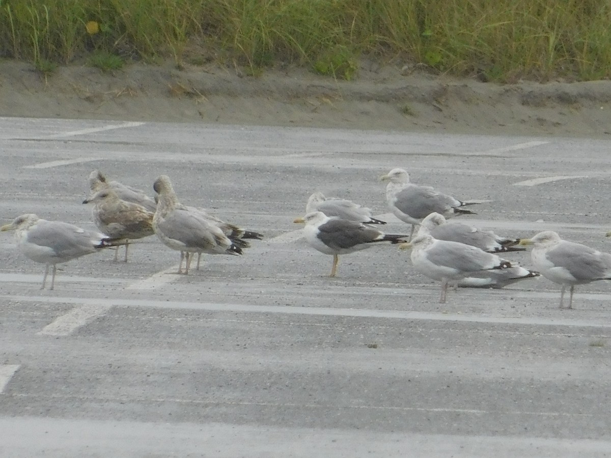 Lesser Black-backed Gull - ML624006232