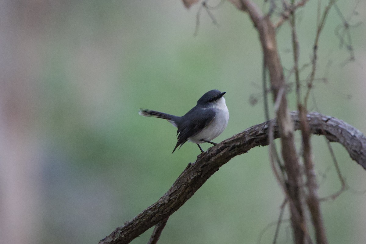 White-breasted Robin - ML624006236