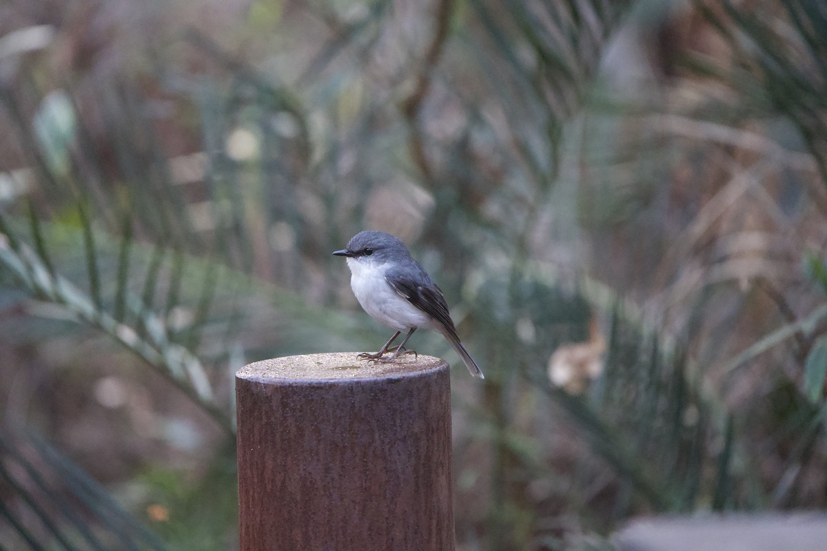 White-breasted Robin - ML624006237