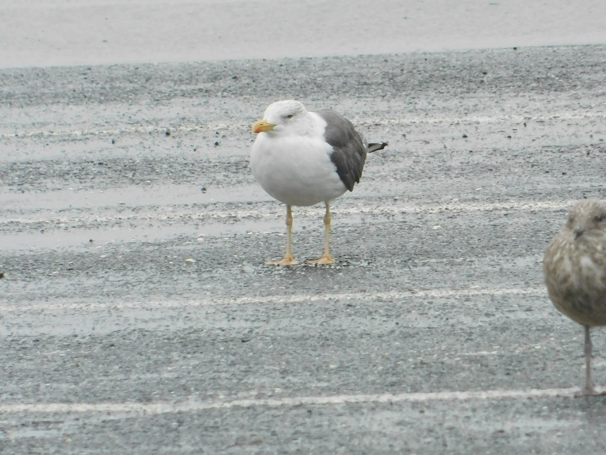 Lesser Black-backed Gull - ML624006241