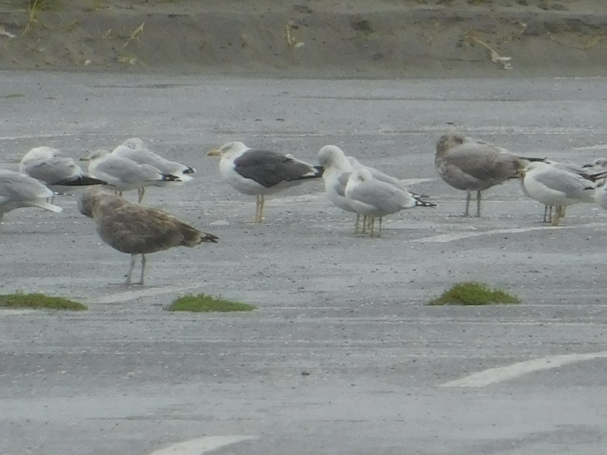 Lesser Black-backed Gull - ML624006255