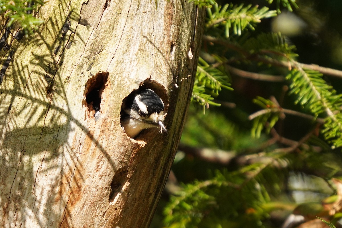 Downy Woodpecker - ML624006261