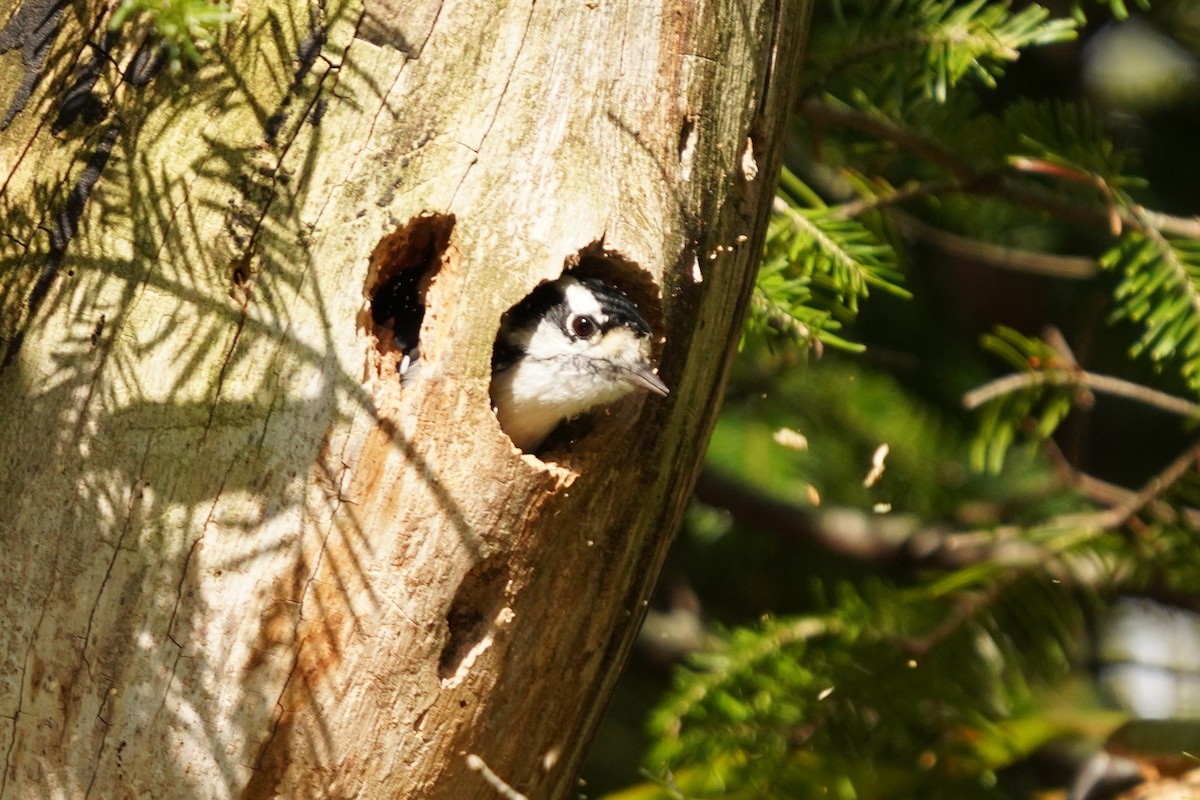 Downy Woodpecker - ML624006262