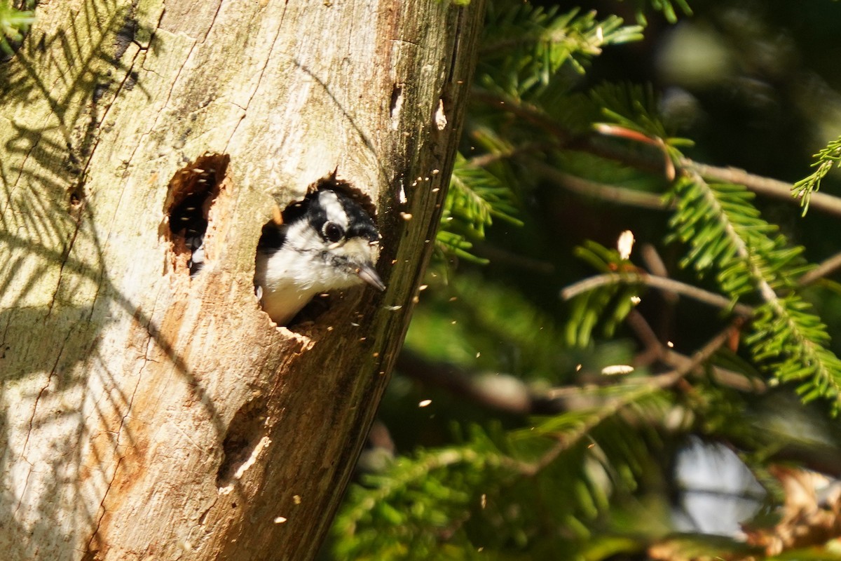 Downy Woodpecker - ML624006263