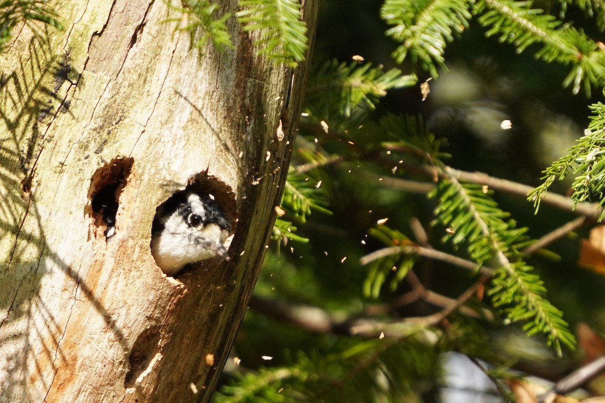 Downy Woodpecker - Réal Boulet 🦆