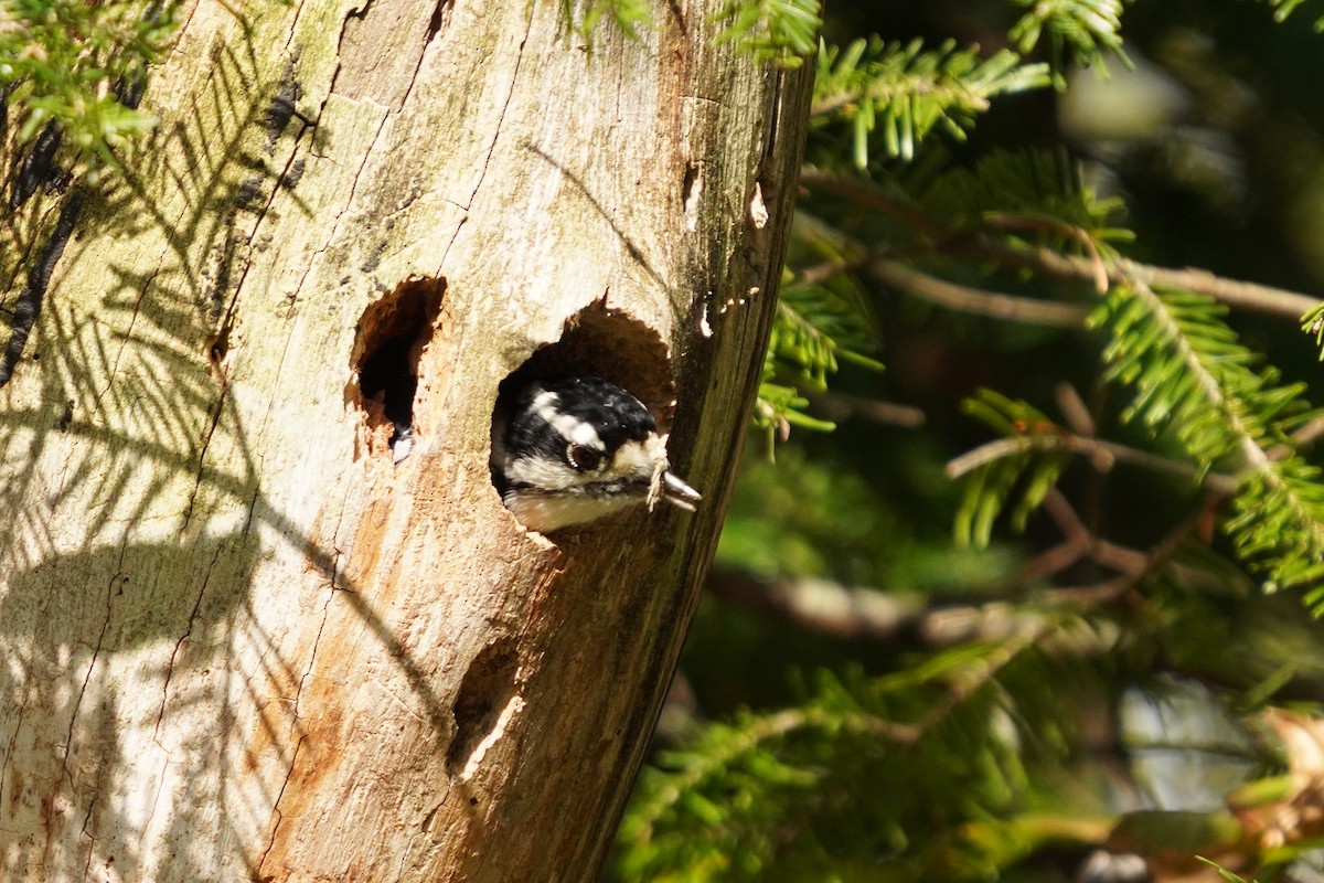 Downy Woodpecker - Réal Boulet 🦆