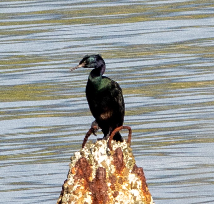 Pelagic Cormorant - ML624006266