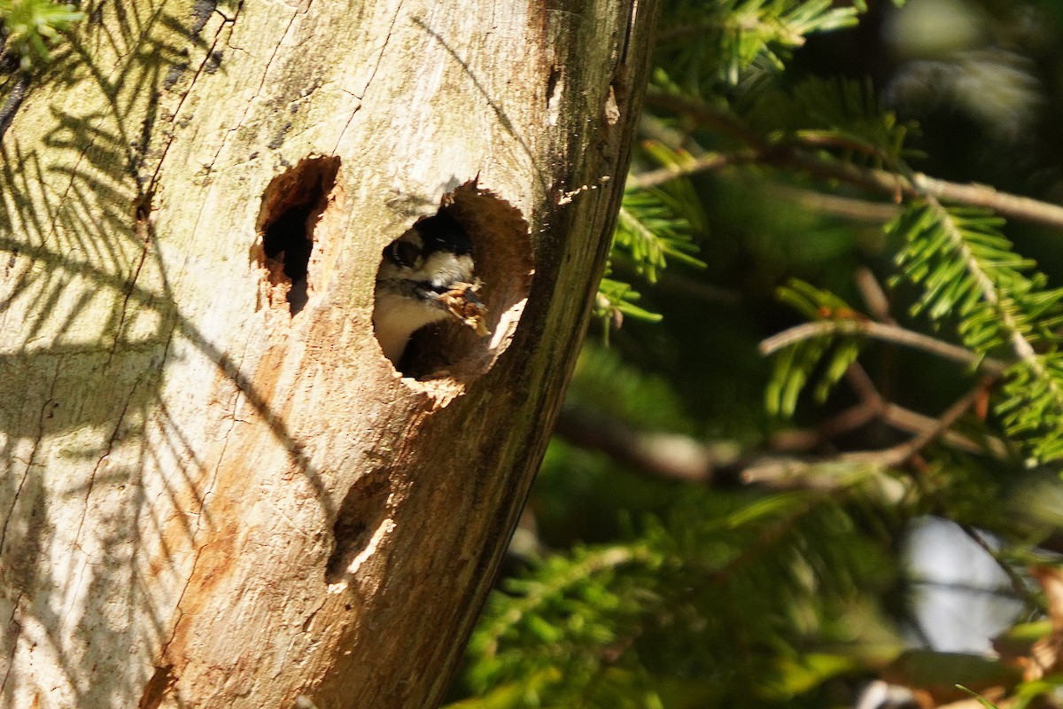 Downy Woodpecker - ML624006267