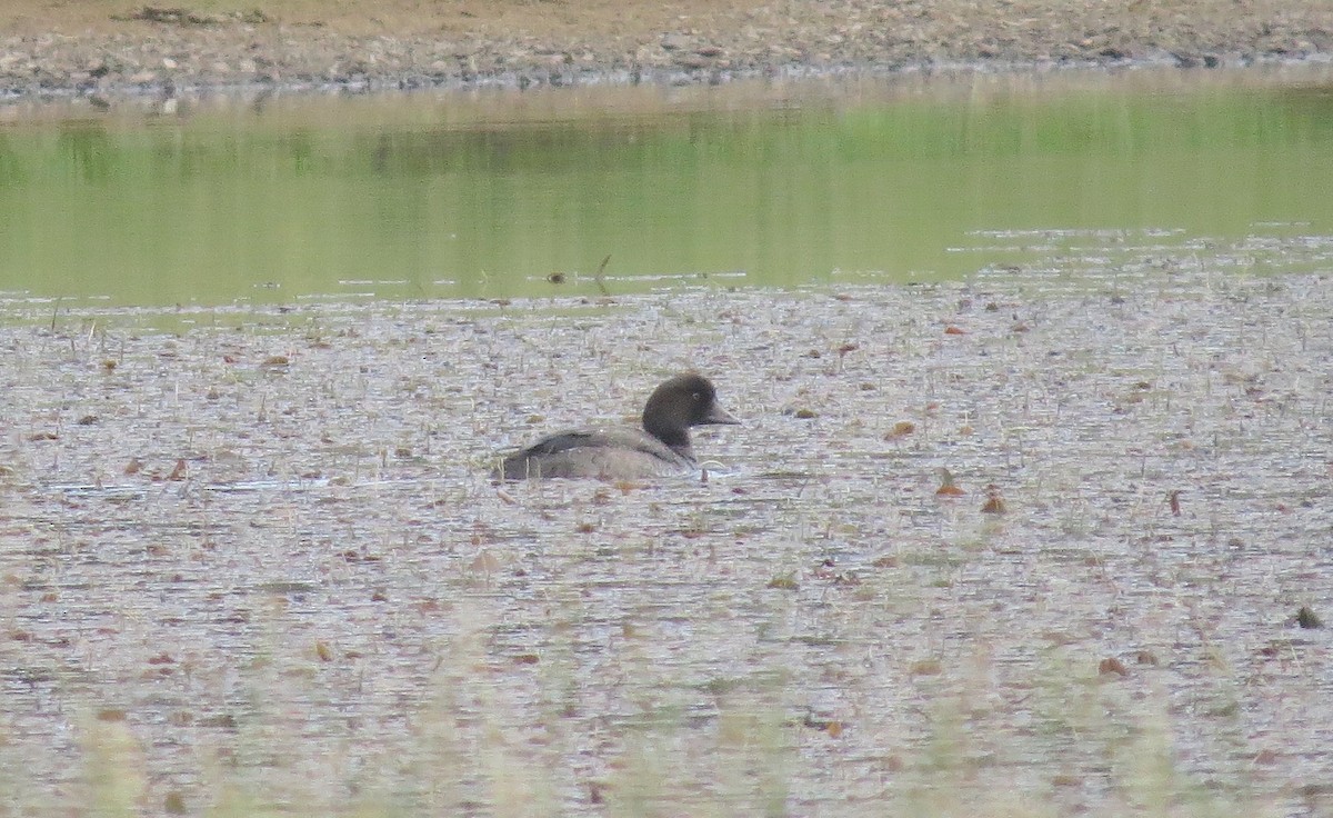 Barrow's Goldeneye - ML624006295