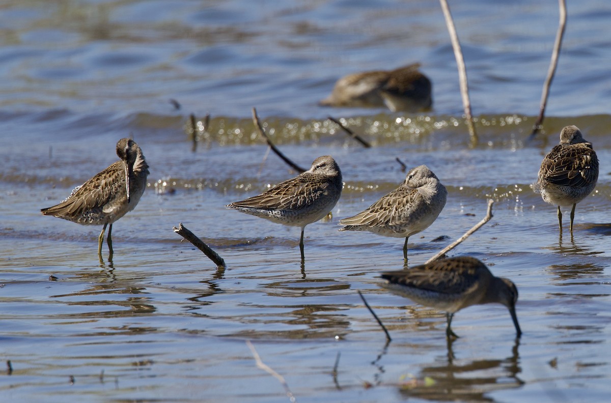 Long-billed Dowitcher - ML624006318