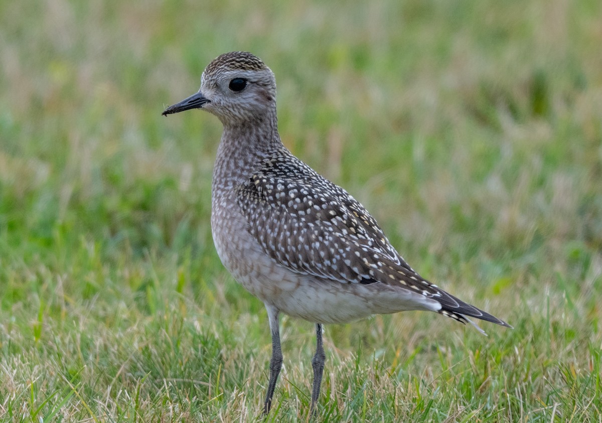 American Golden-Plover - ML624006330